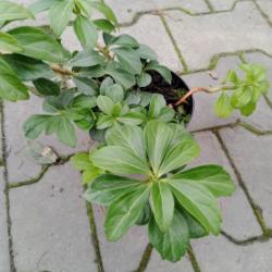 Pachysandra klasnatá